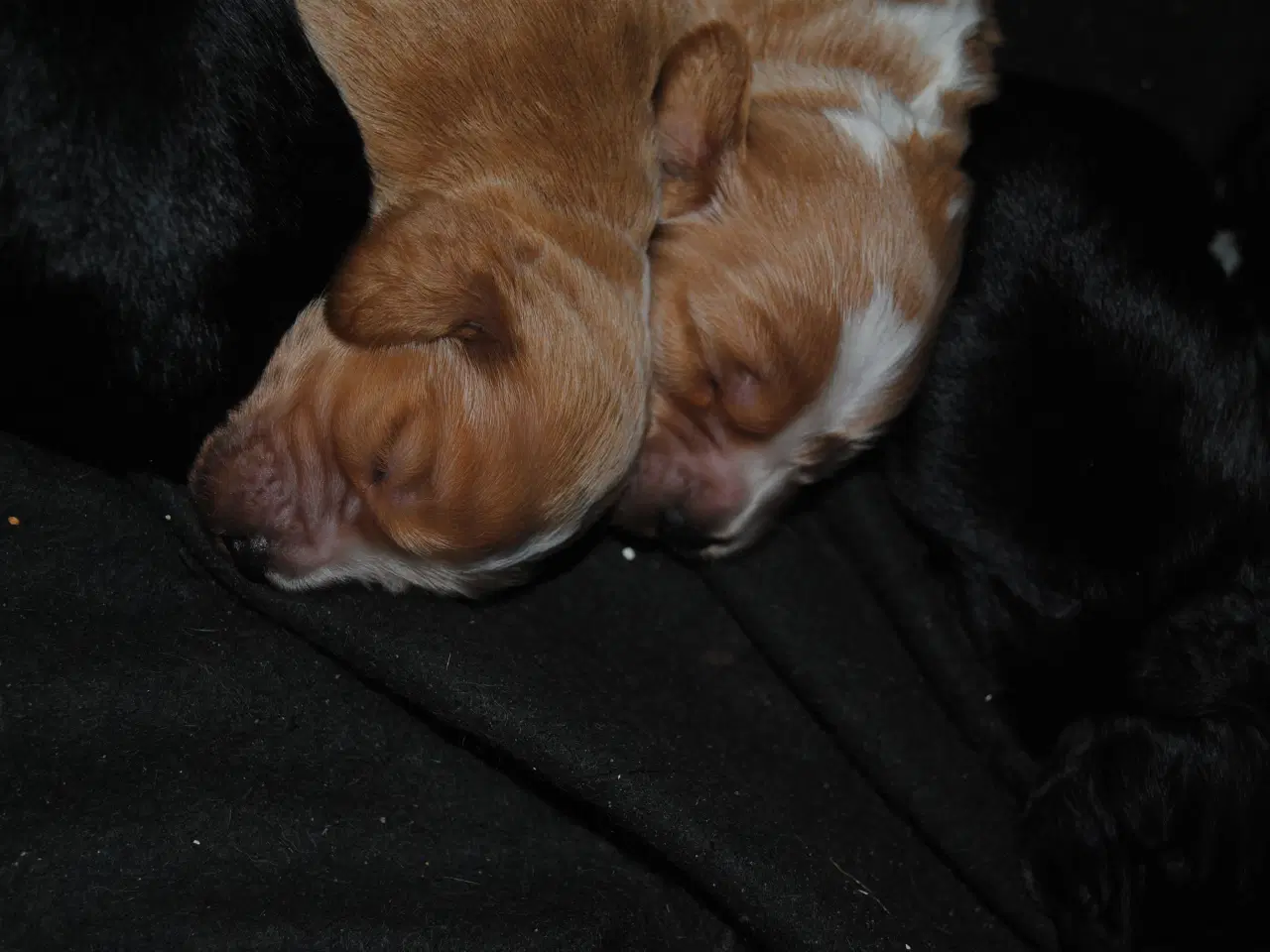 Billede 11 - Cocker Spaniel hvalpe
