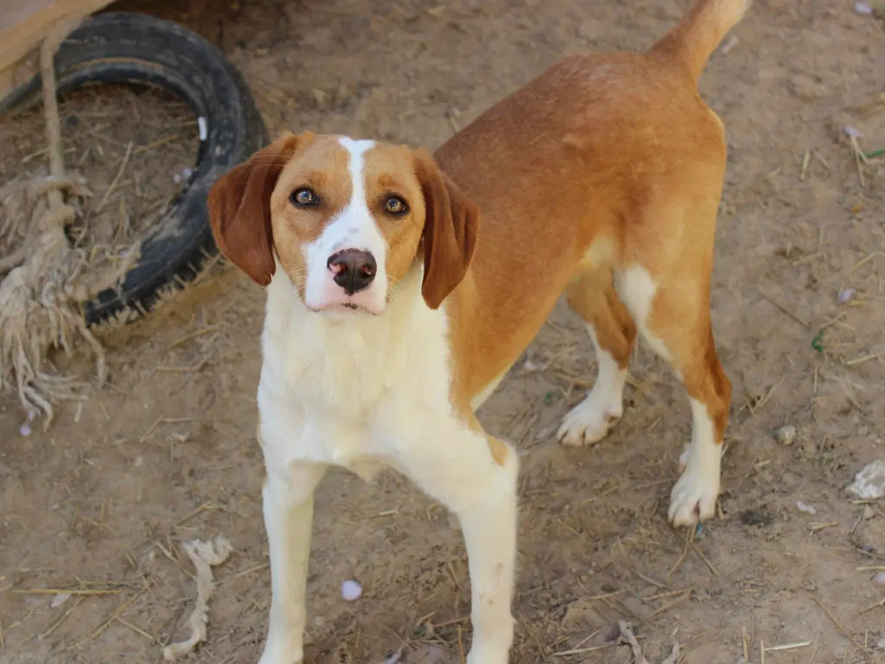 Billede 1 - Søde Riga søger sit helt eget hjem