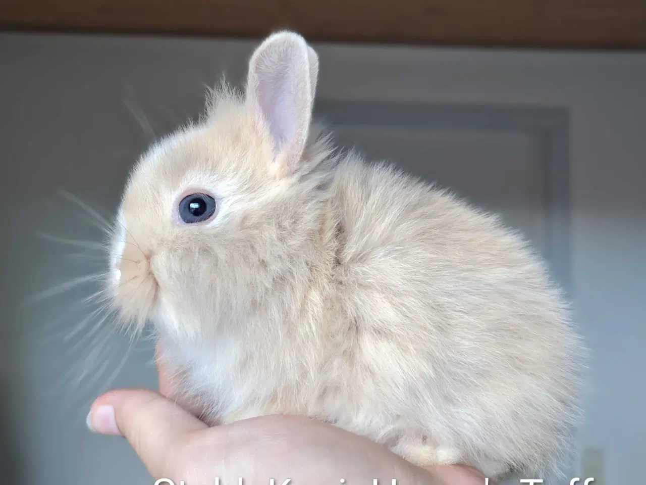 Billede 3 - 5 Stk. 100 % Indendøres Fri-Kaniner 🐰