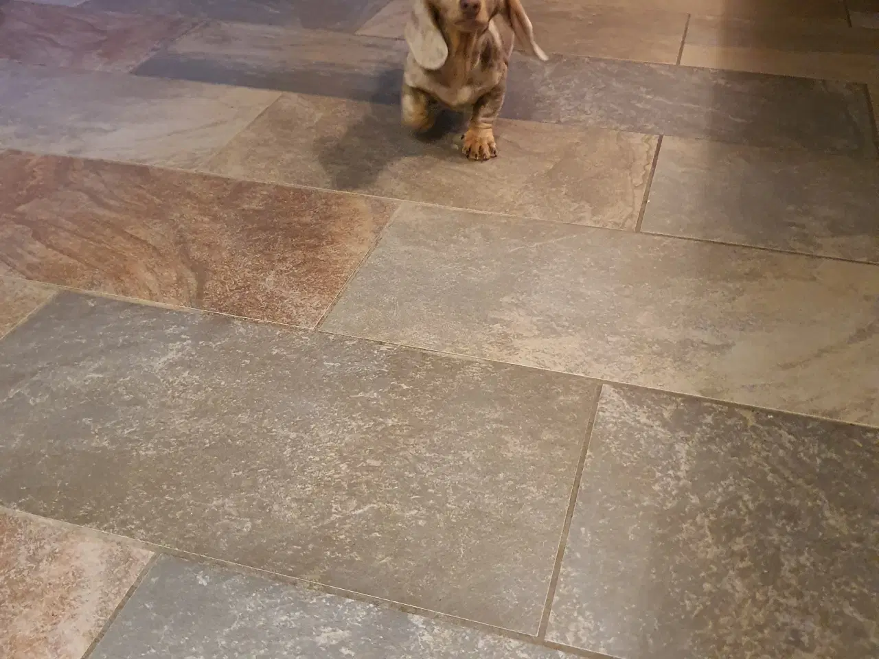 Billede 3 - Gravhund hvalp Chokolade merle