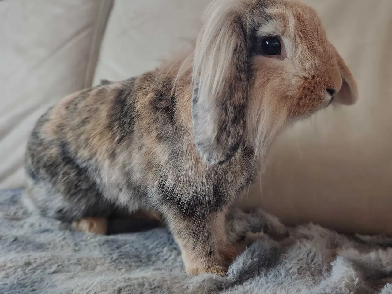 Billede 1 - Inde Kanin, 6 mdr 🐰