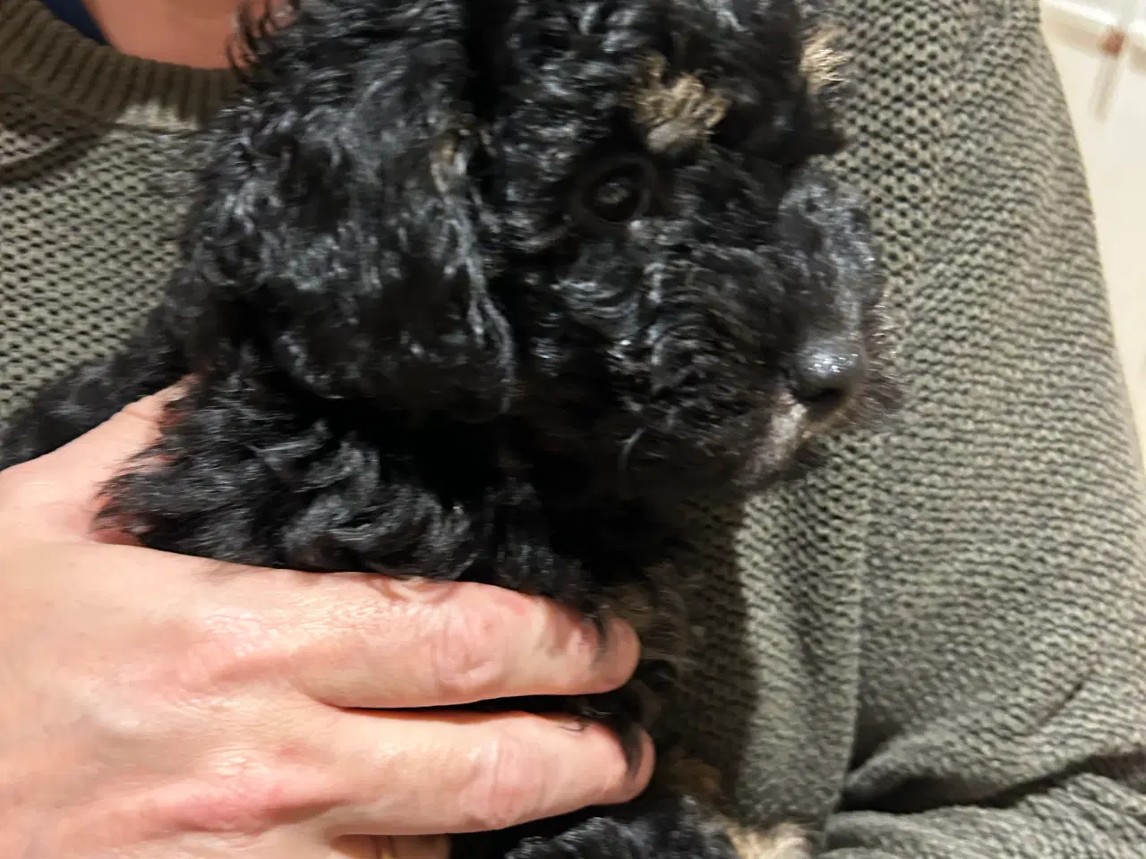 Billede 6 - ✨ Cavapoo F1b hvalp – klar til julehygge 🎁