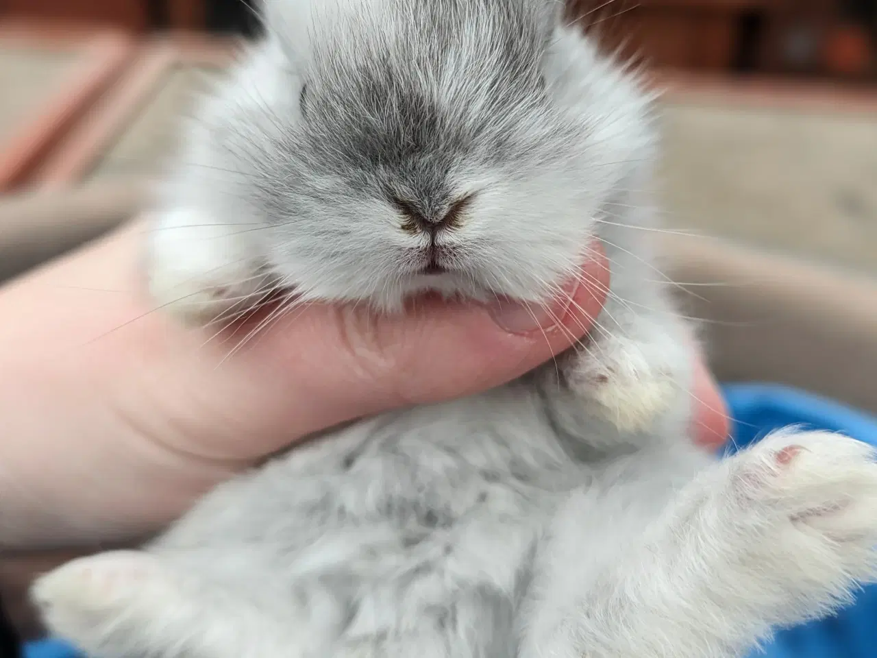 Billede 5 - Hermelin kaninunge sælges 