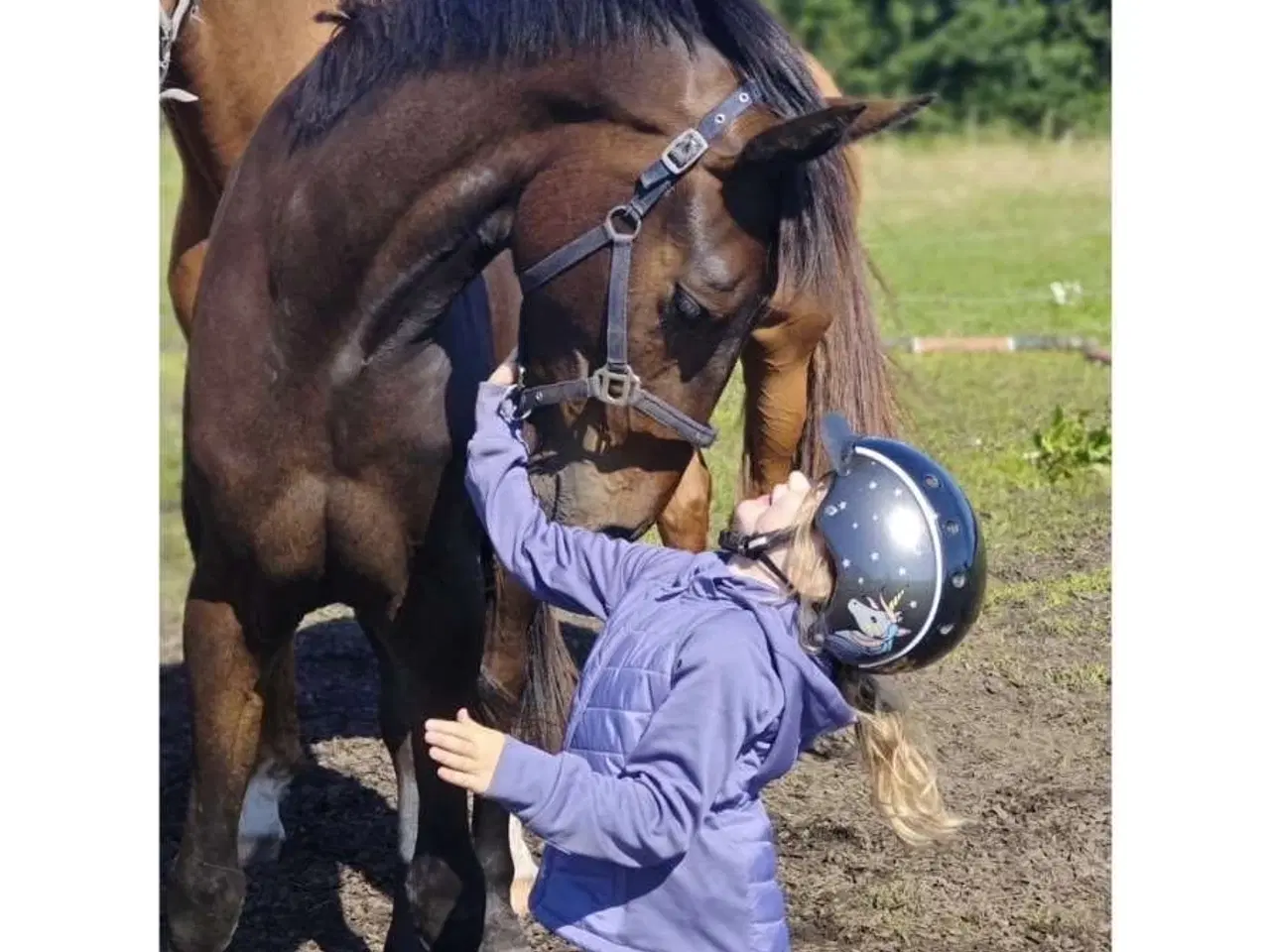 Billede 8 - Lille 4 års DV vallak 