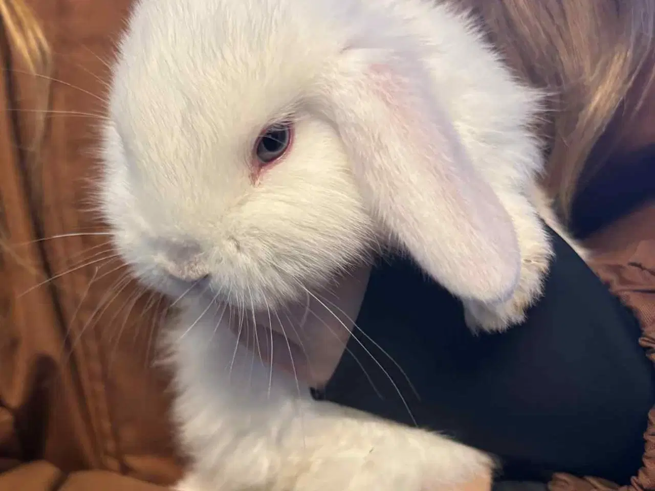 Billede 4 - Kaninunger, flytteklar d. 8/2