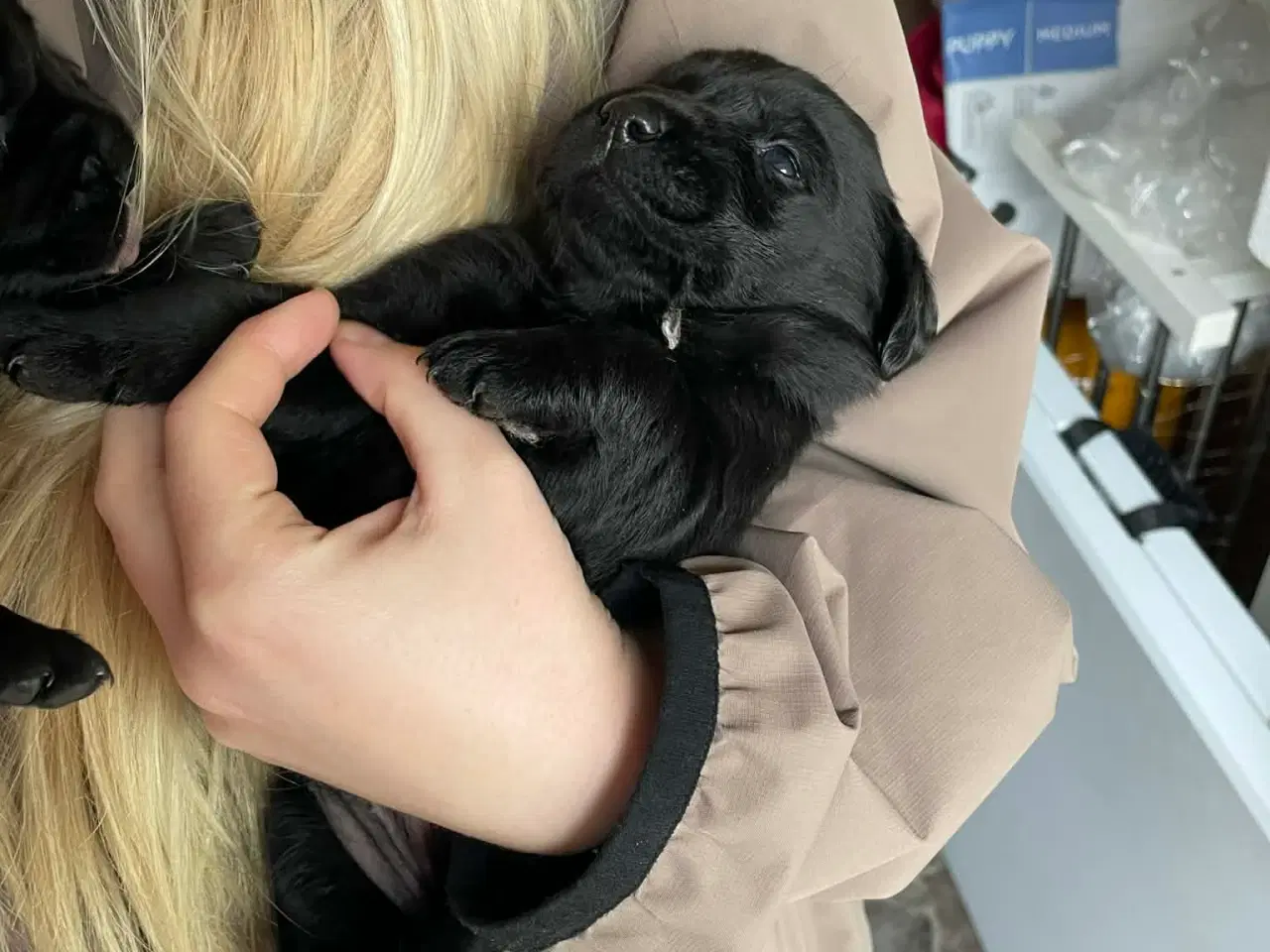 Billede 4 - Skønne labradorhvalpe sælges