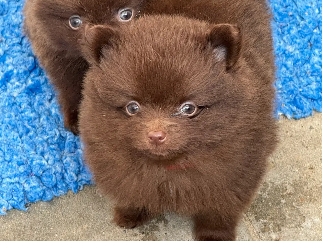 Billede 23 - Pomerania hvalpe 1 pige tilbage