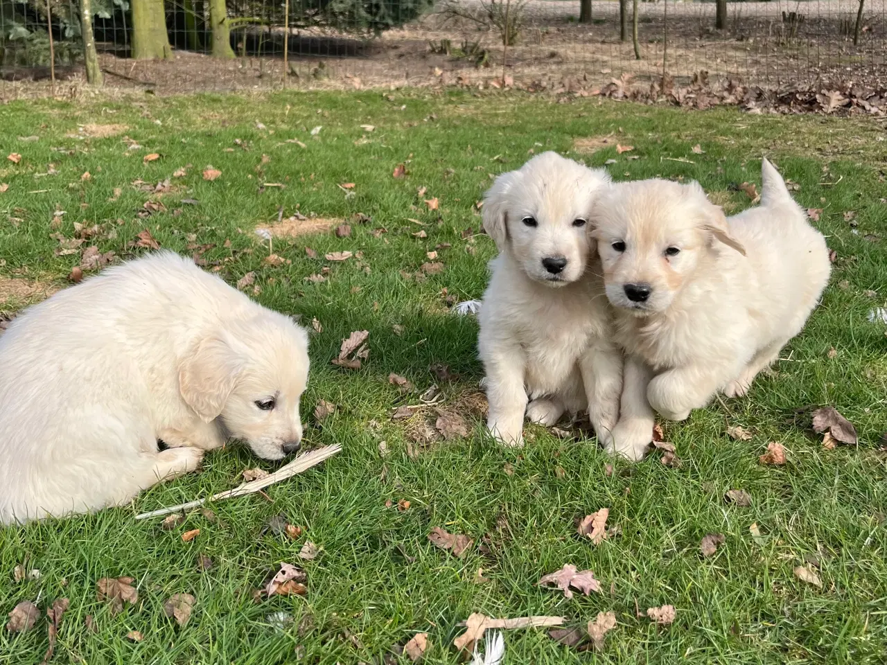 Billede 14 - 7 Golden retriever hvalpe sælges