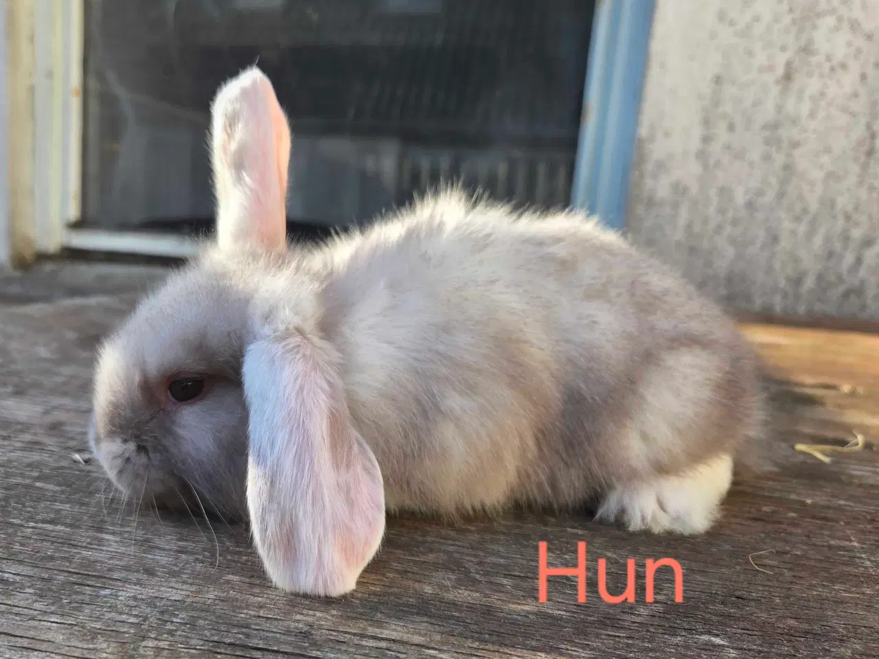 Billede 4 - Søde franske vædder unger 