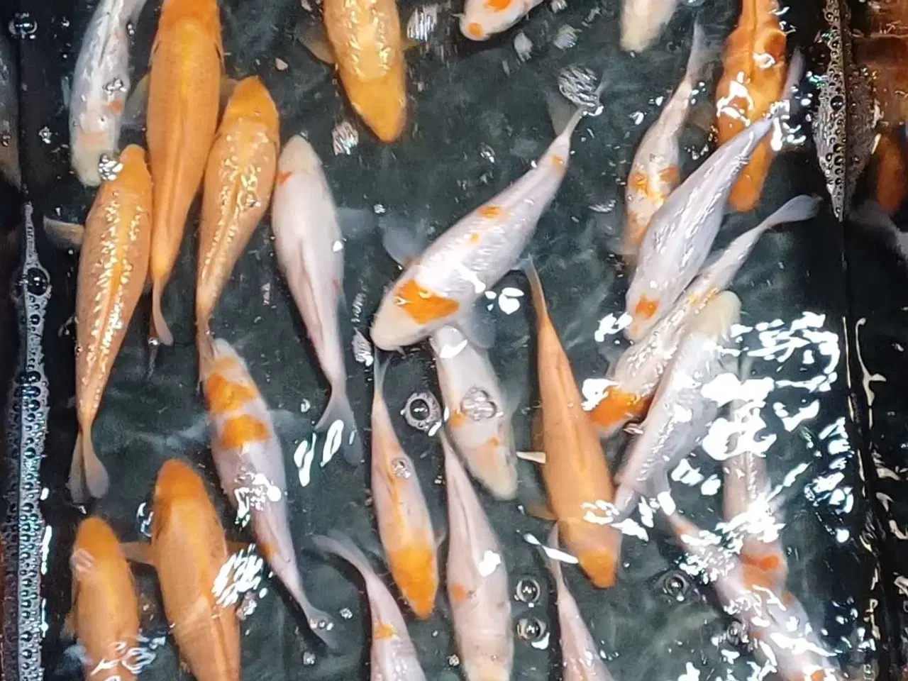 Billede 1 - Koi 15-18 cm