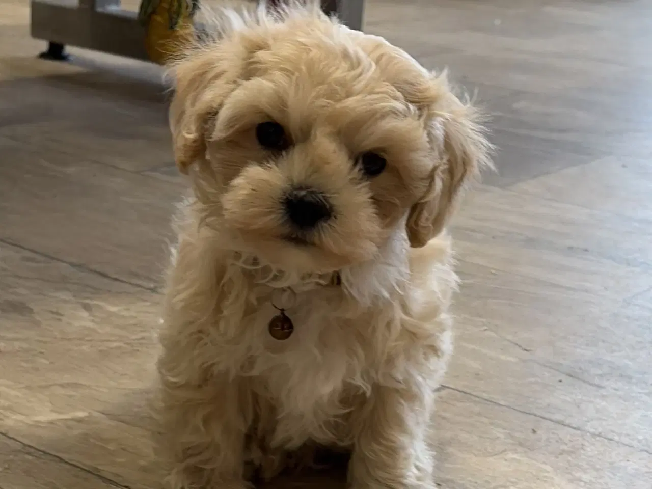 Billede 5 - 1 Mini Maltipoo dreng må rejse nu 