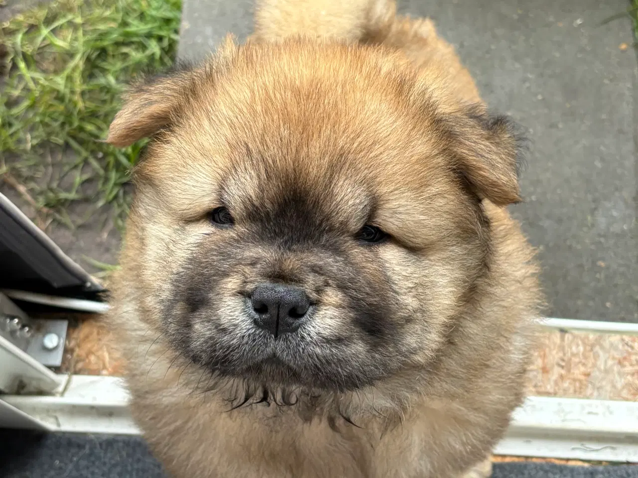 Billede 1 - Chow chow han 