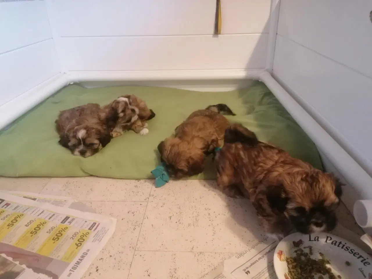 Billede 4 - Malteser / Shih Tzu / Bomuldshund