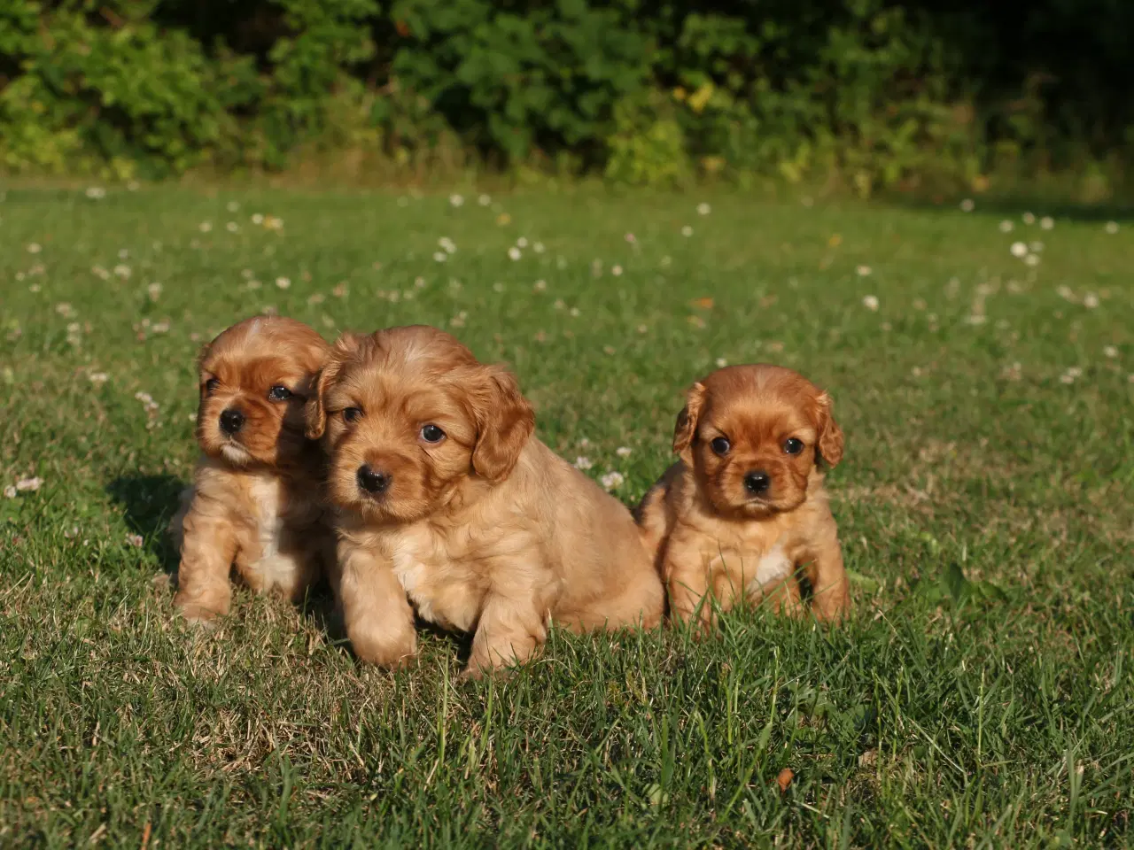Billede 8 - cavalier king charles spaniel