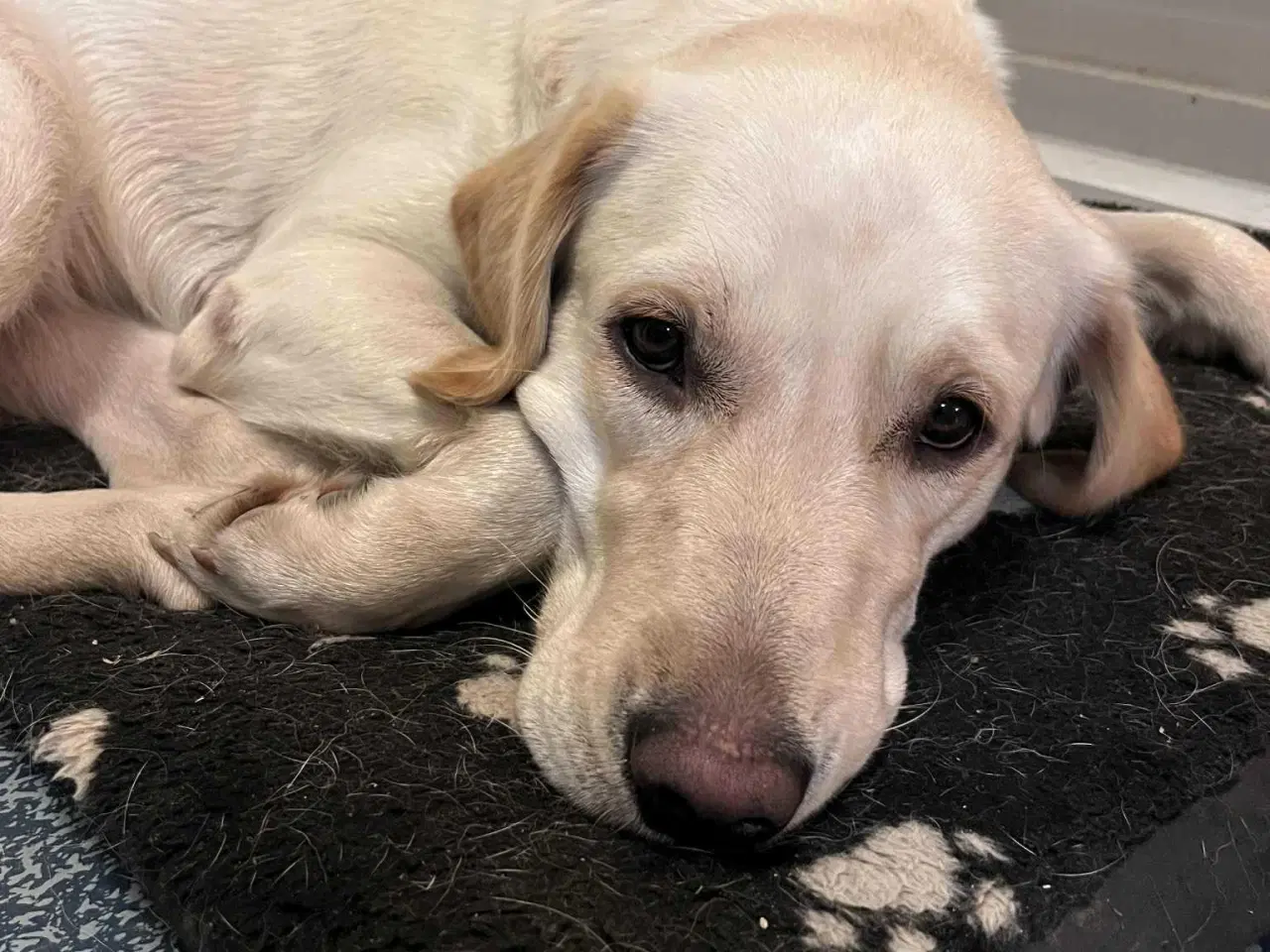 Billede 1 - Golden/Labrador retriever Hund
