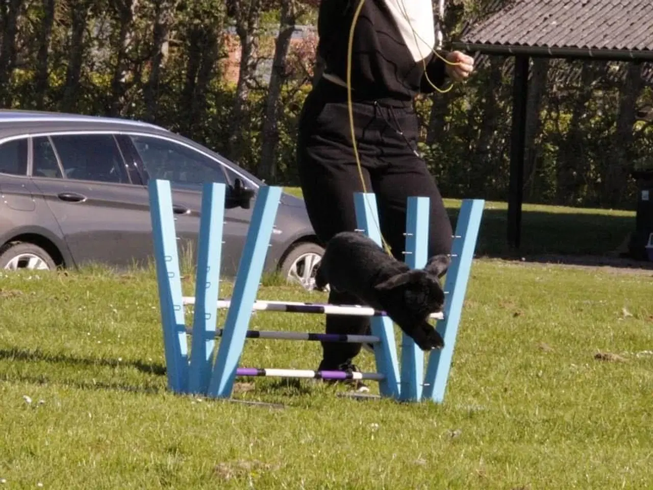 Billede 13 - Hopkanin søger ny makker