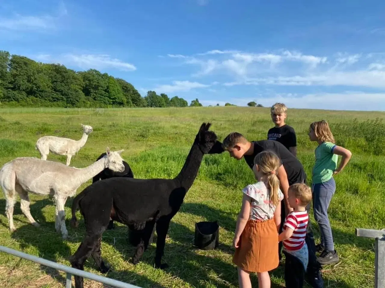 Billede 2 - 4 Alpaca til salg