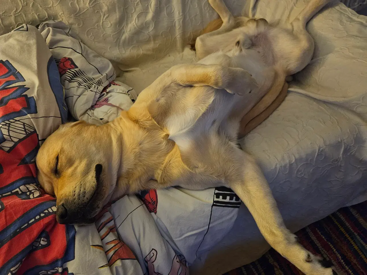 Billede 2 - Labrador/retriever tilbydes til avl 