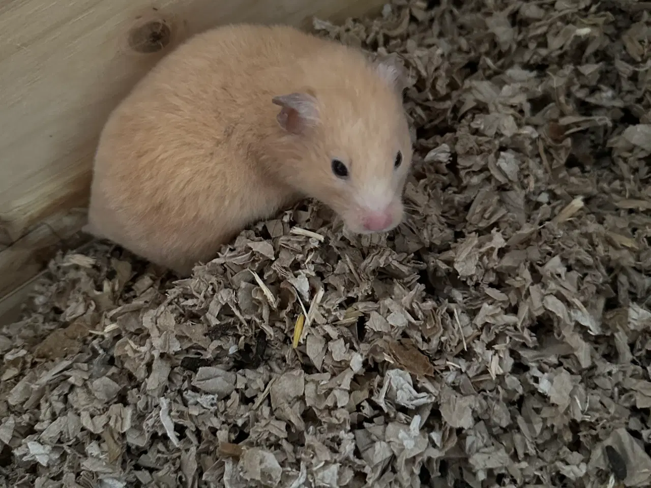 Billede 3 - To guldhamster søstre søger nyt og kærligt hjem