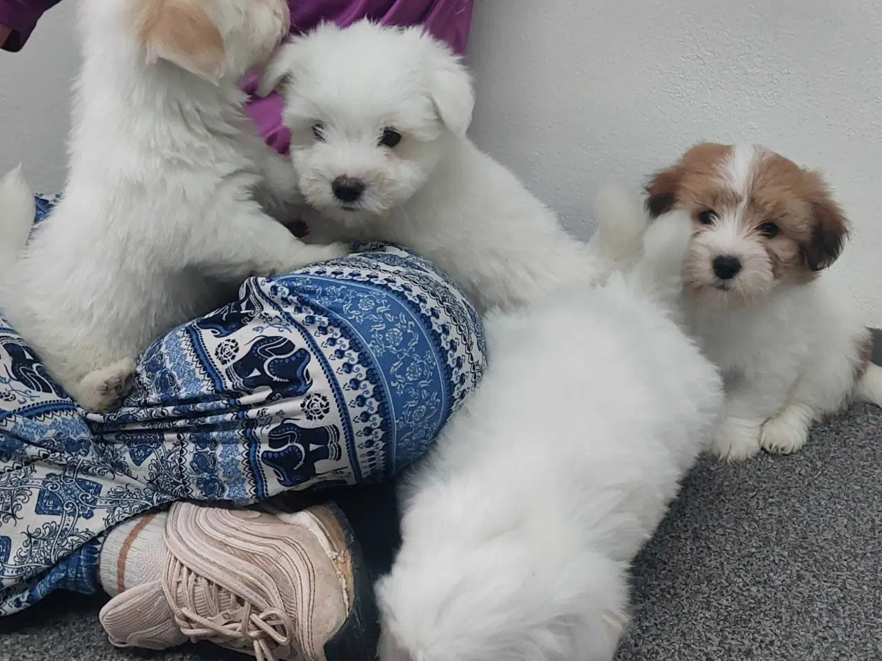 Billede 7 - Coton de tulaer