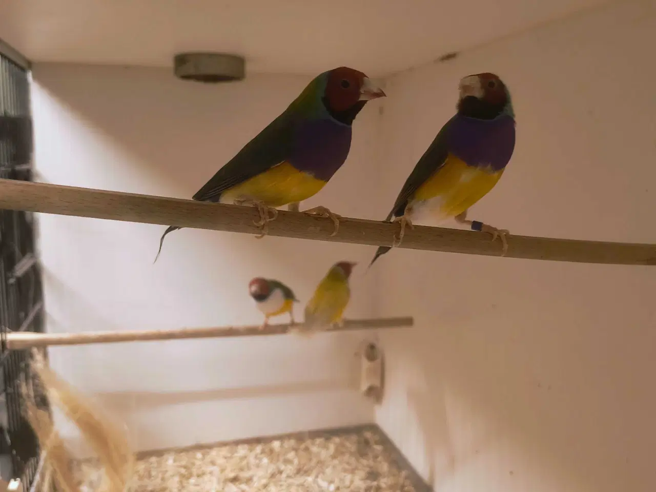 Billede 1 - Fugle købes 