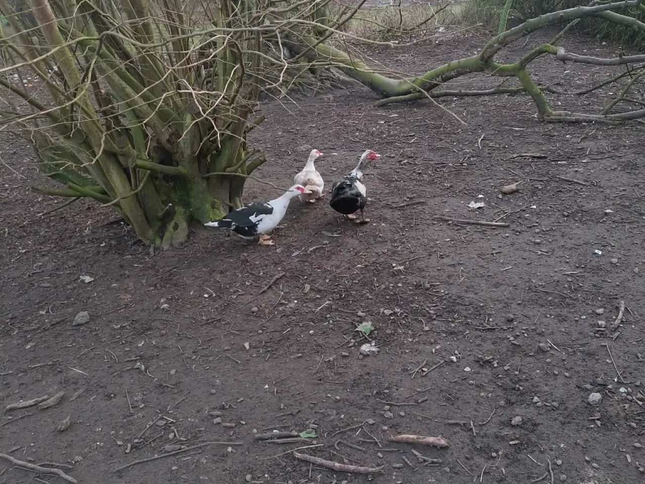 Billede 2 - moskusænder