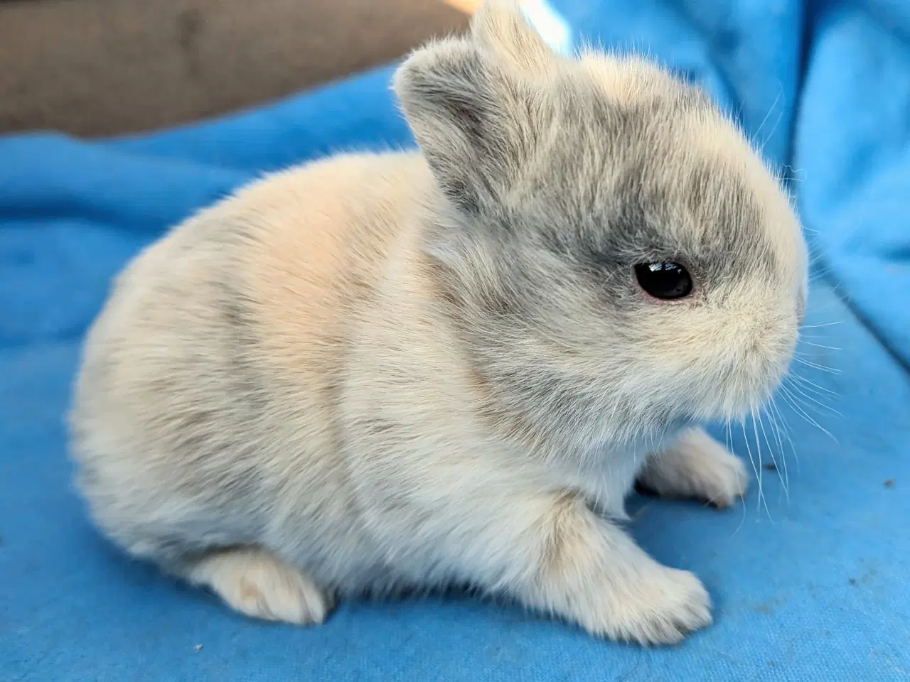 Billede 2 - Hermelin kaninunge sælges 
