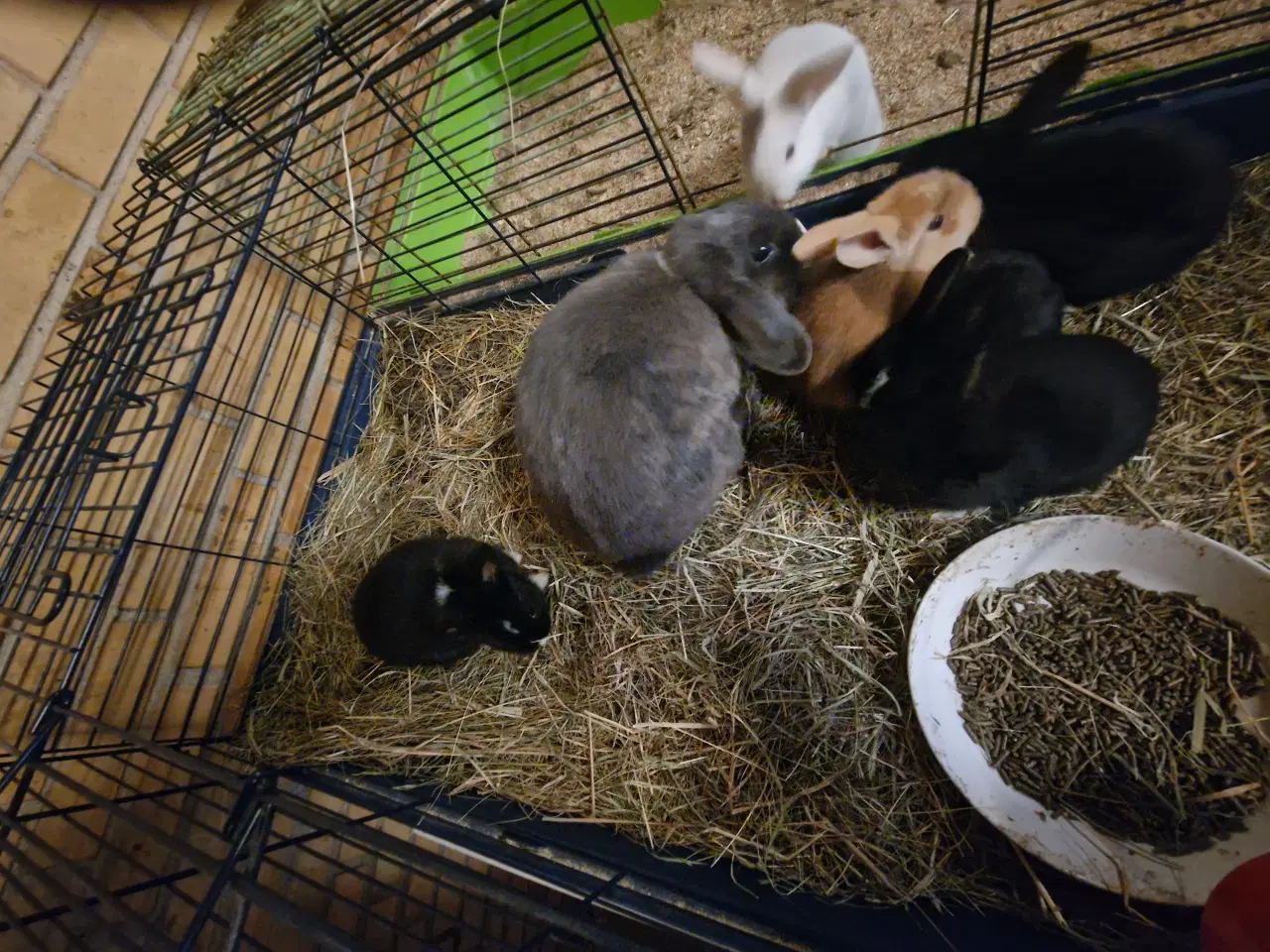 Billede 2 - Søde bløde kanin unger