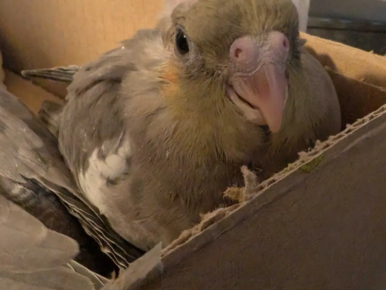 Billede 3 - Nymfeparakit unger 