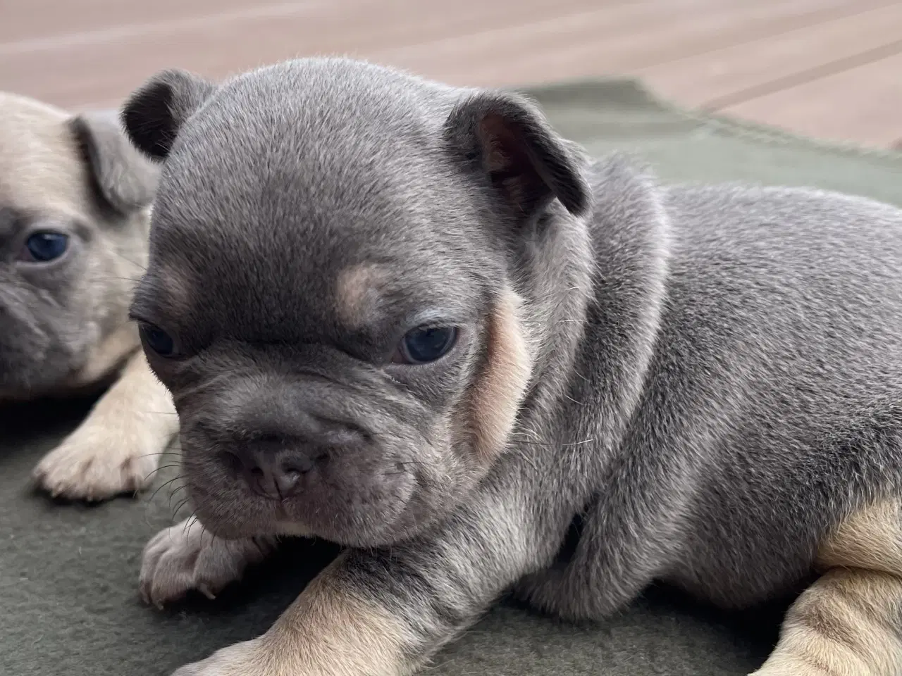 Billede 15 - Fransk bulldog hvalpe