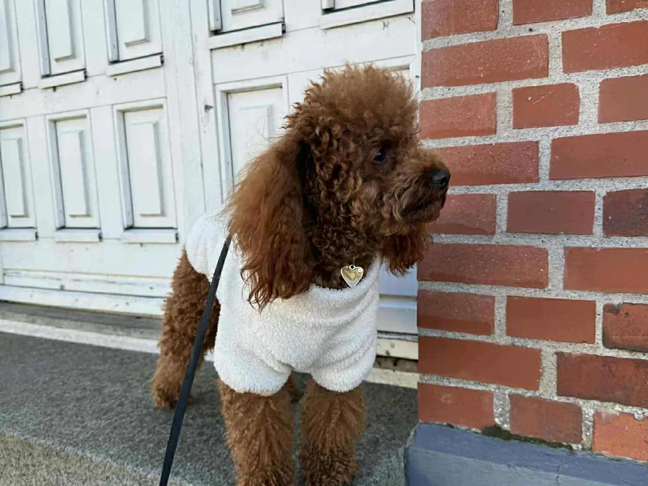 Billede 4 - Toy/Dværg puddel