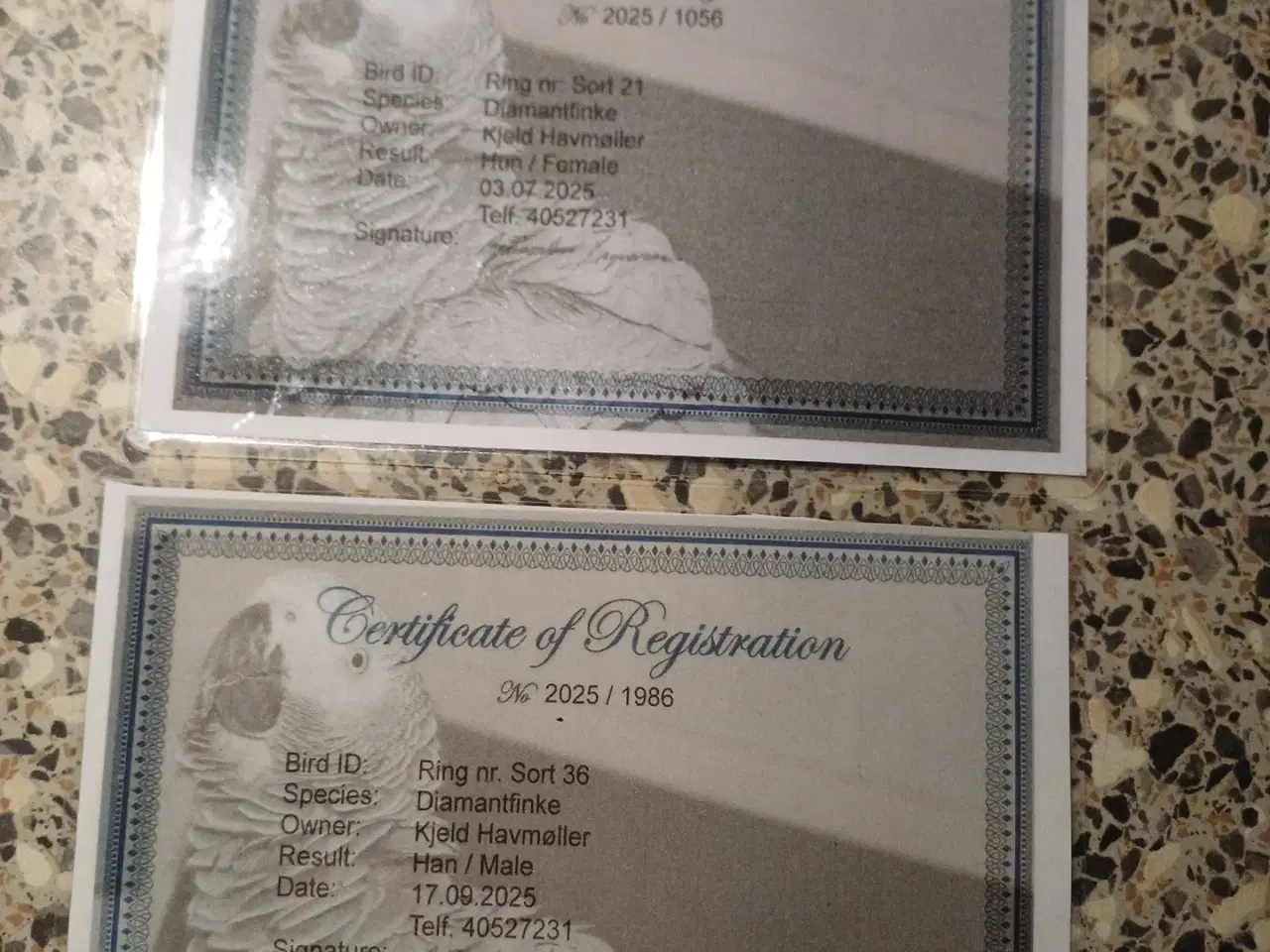 Billede 4 - Diamant finker 