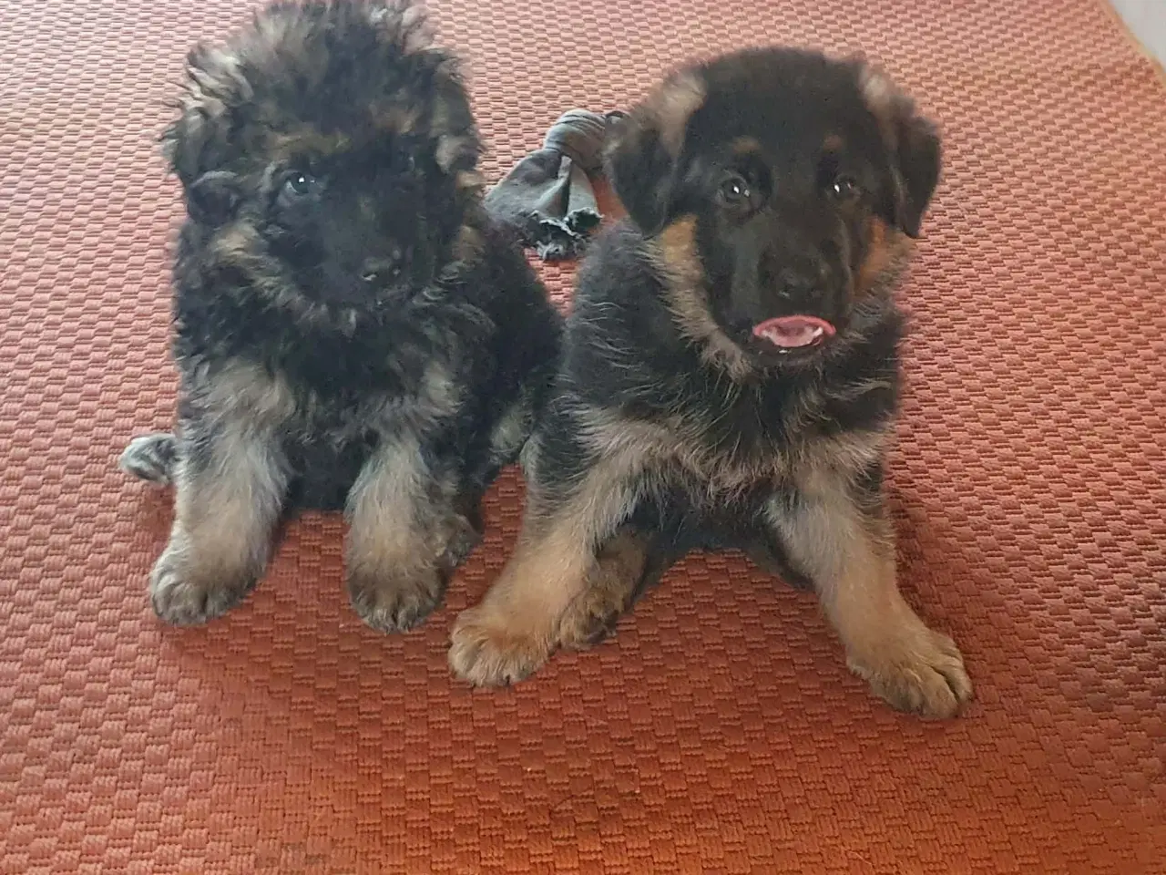 Billede 3 - Schæfer valp til påske 