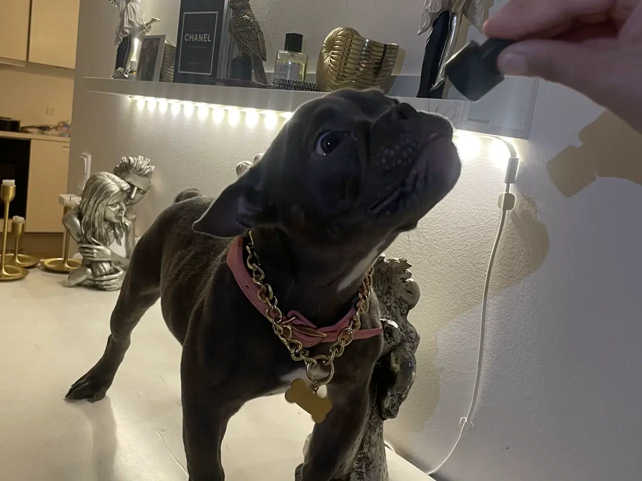 Billede 5 - American Bully micro