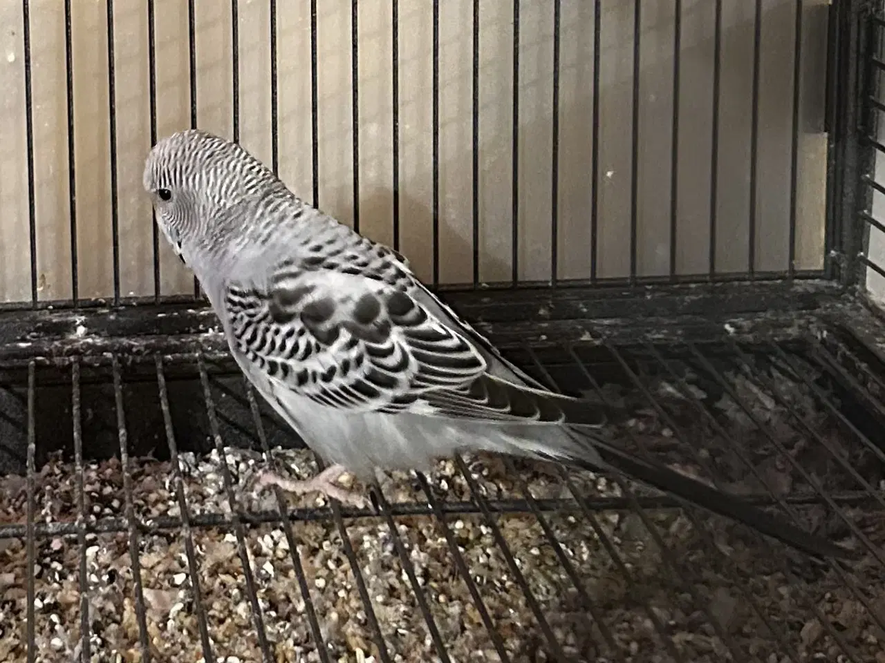 Billede 5 - Håndteret undulat unger