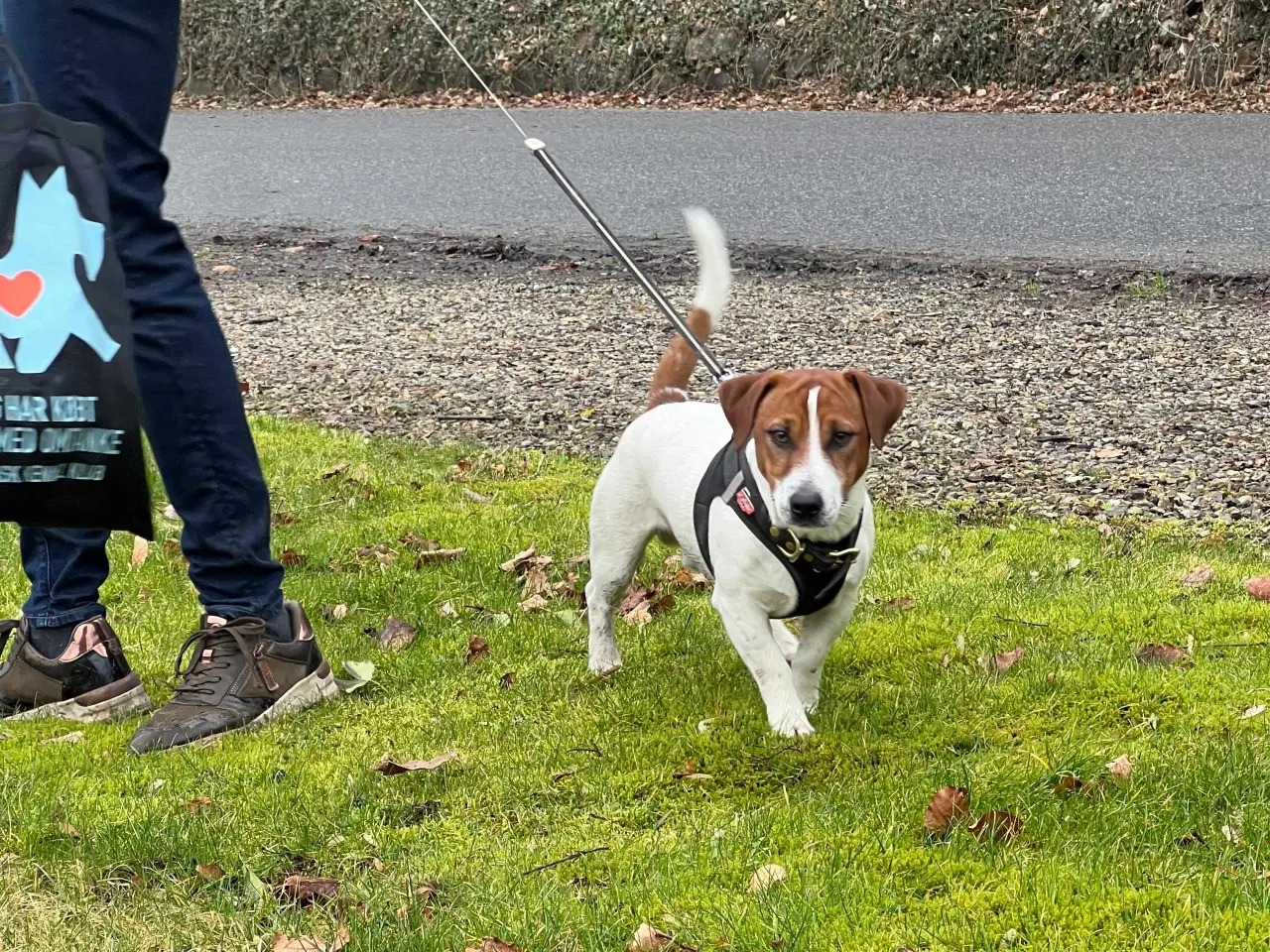 Billede 7 - Jack Russel hvalpe. ( Kort benet type)