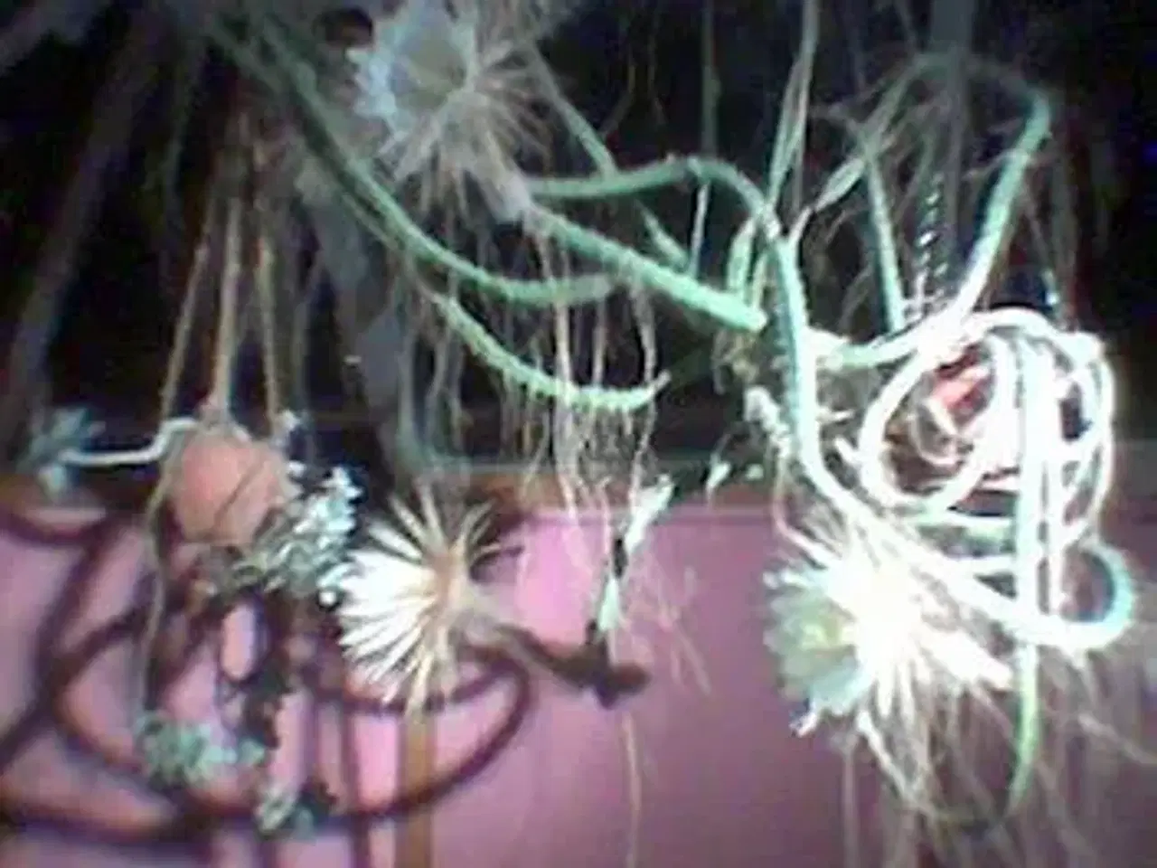 Billede 1 - Nattens dronning kaktus købes tages imod