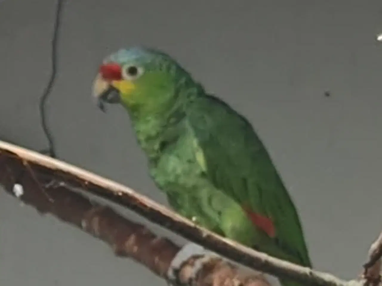 Billede 1 - Gulkindet amazone hun 