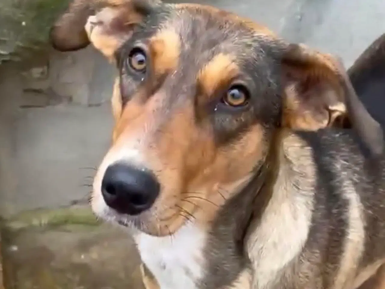 Billede 1 - Sødeste Ane søger familie 