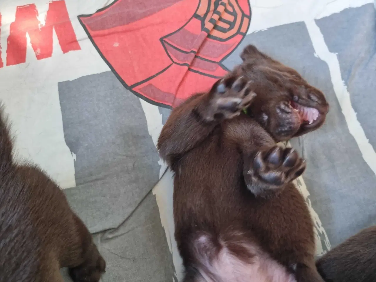 Billede 6 - Brun Labrador gammel slags