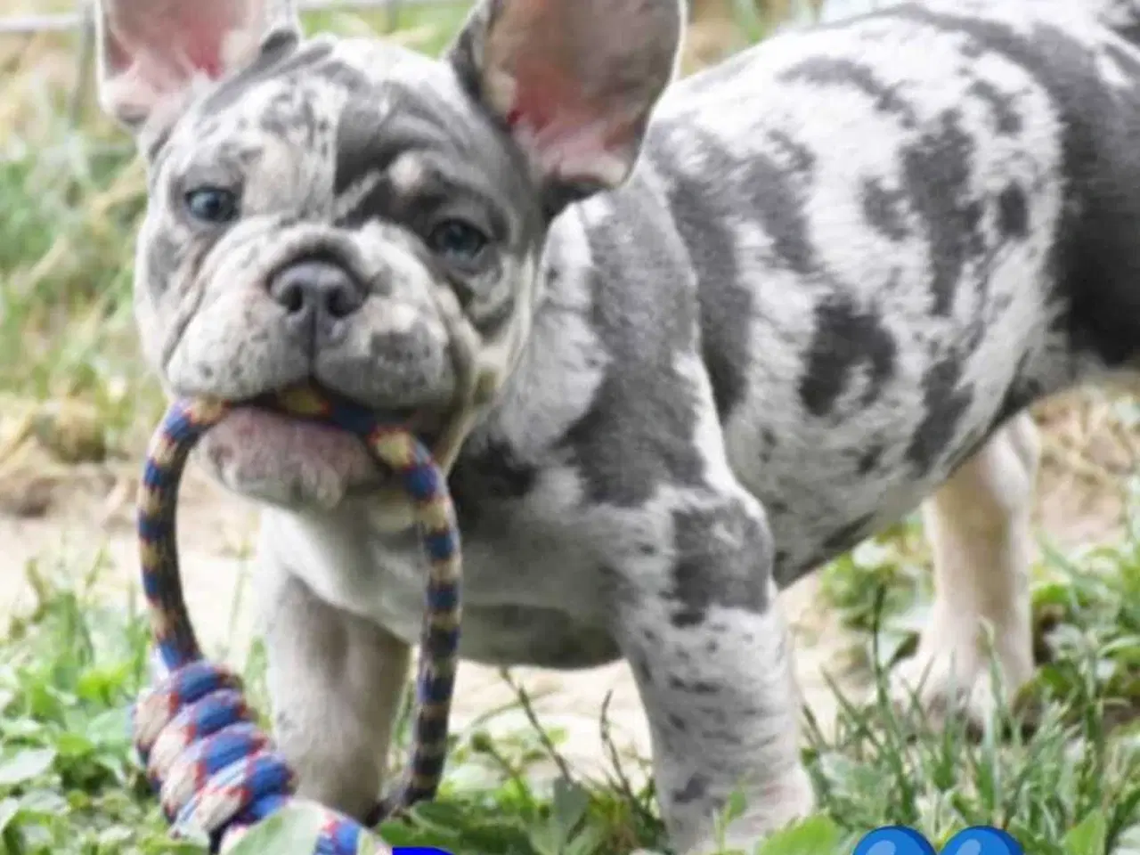 Billede 3 - Fransk bulldog hvalp. NEDSAT!