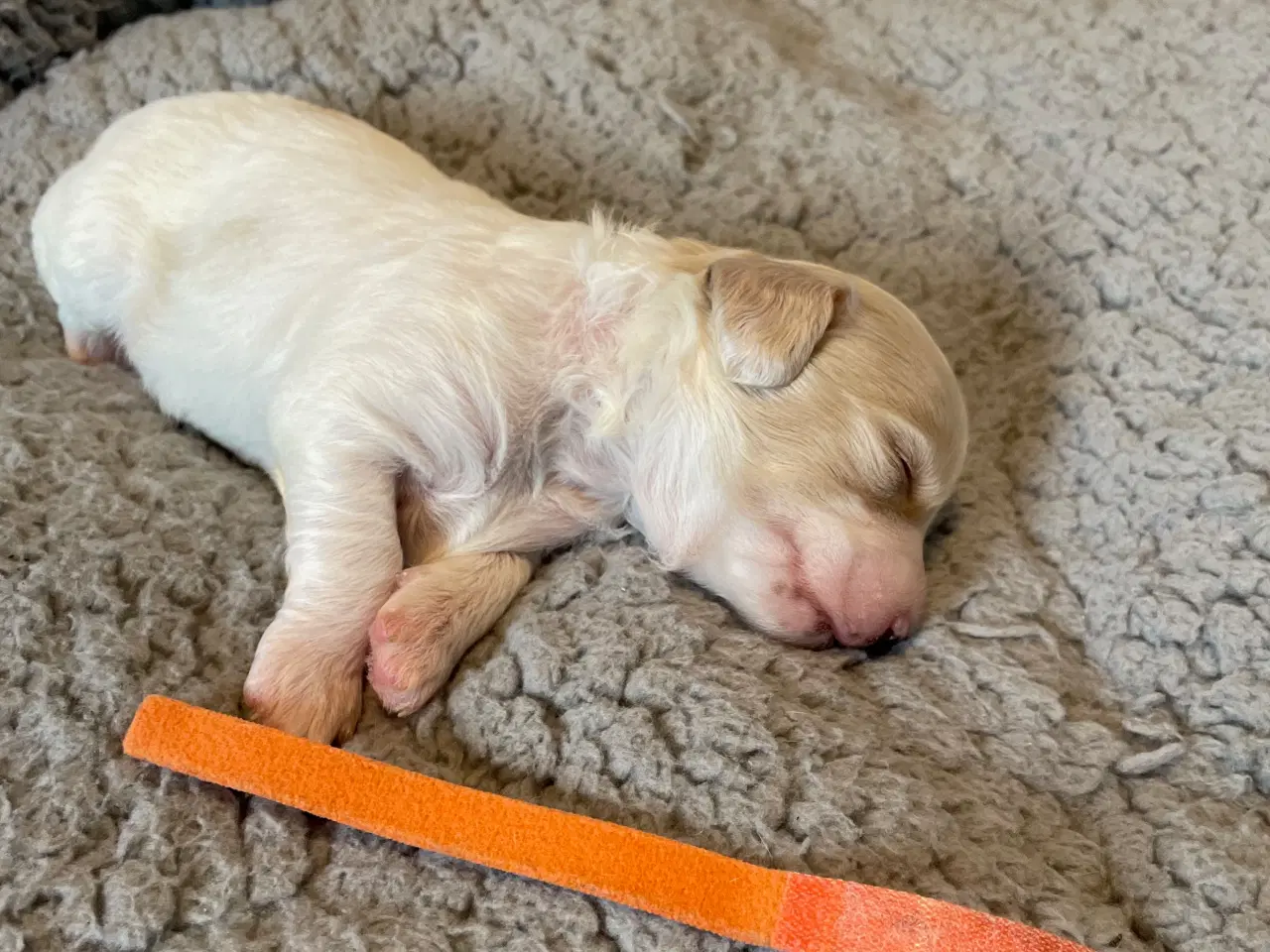 Billede 8 - Havapoo/maltipoo