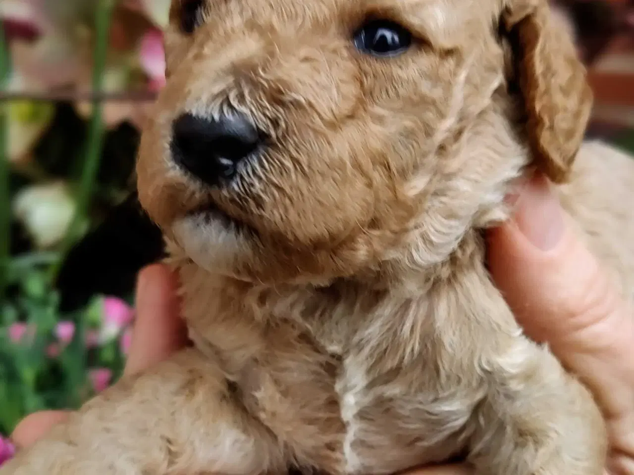 Billede 2 - Skønne Cockerpoo hvalpe søger søde familier 