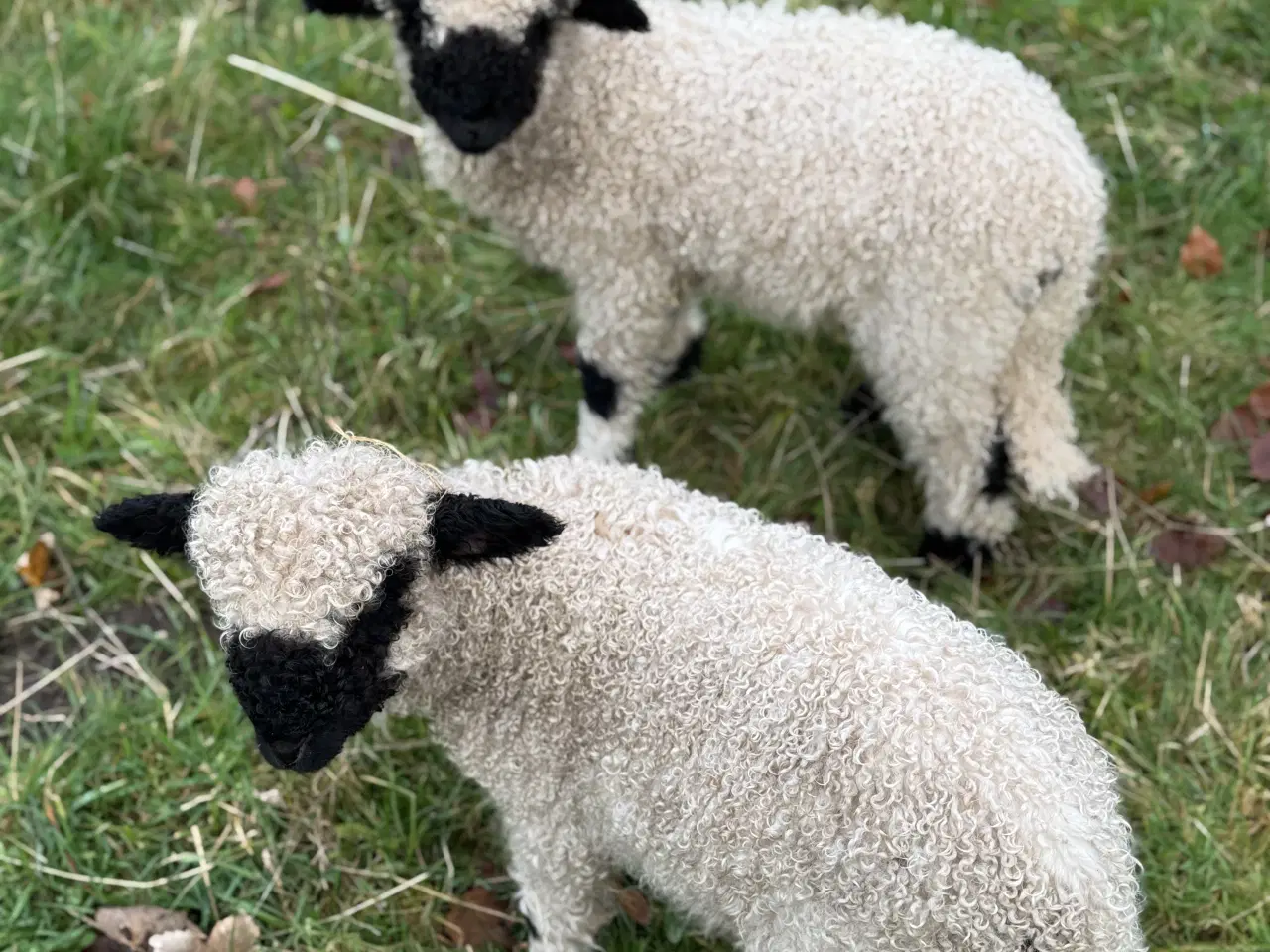 Billede 7 - Valais Blacknose gimmerlam 