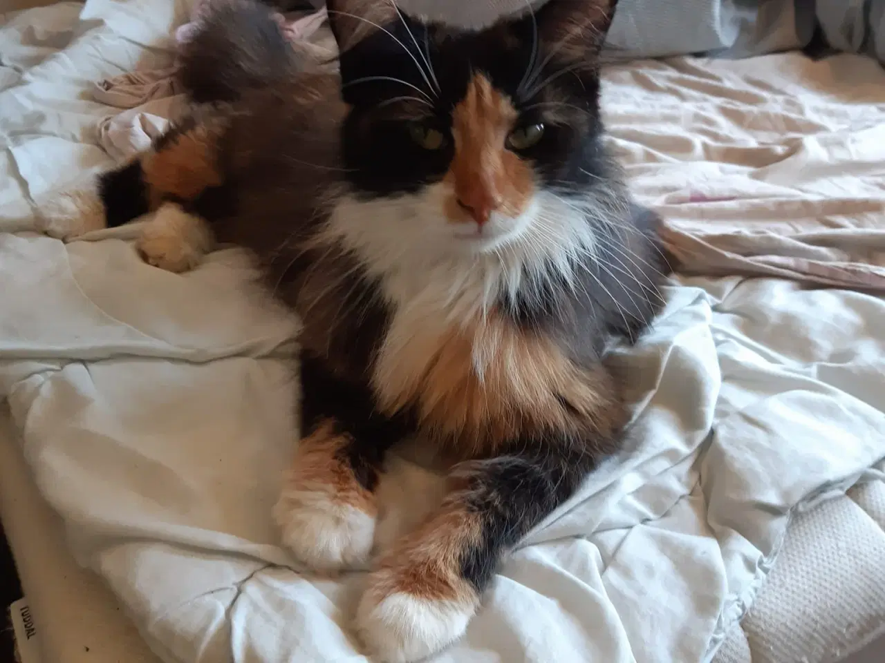 Billede 11 - Maine Coon killinger, klar 17 juni