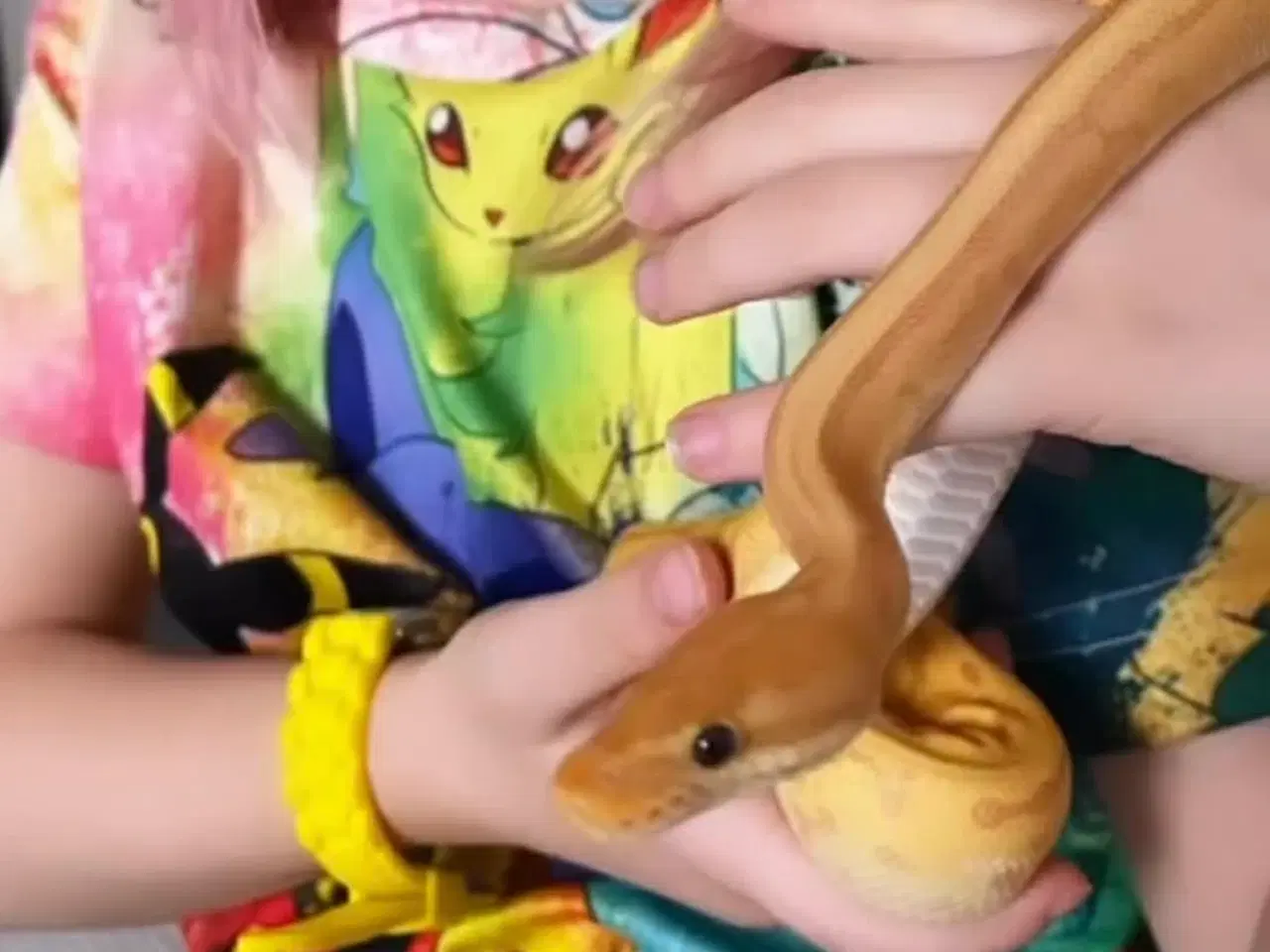 Billede 8 - Leopard Pinstripe Banan HET Pied