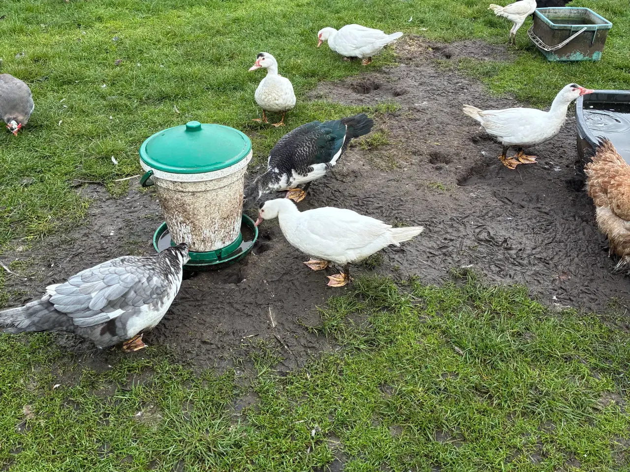 Billede 3 - Moskusænder