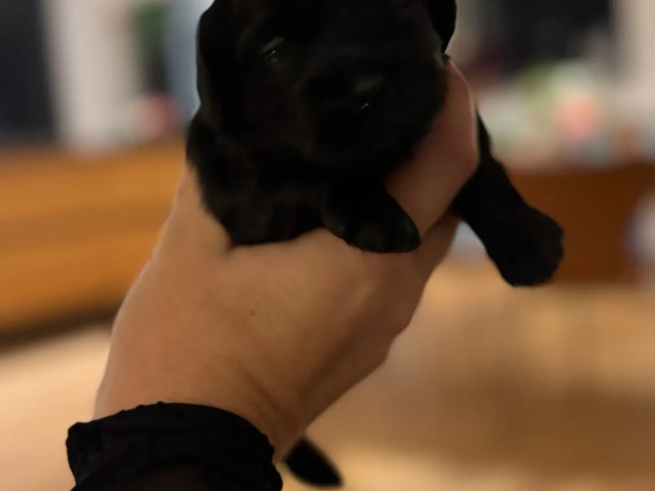 Billede 13 - Shihpoo hvalpe