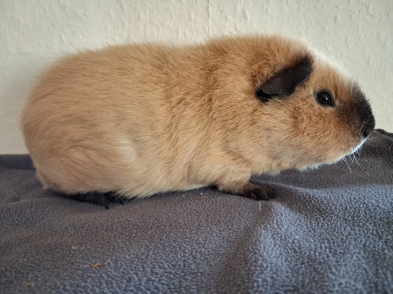 Billede 2 - Marsvin fra registreret opdrætter 