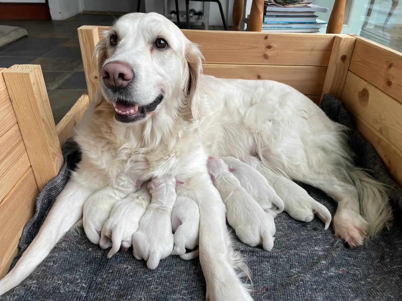 Billede 3 - Golden Retriever hvalpe